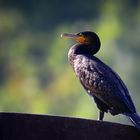 Great Cormorant