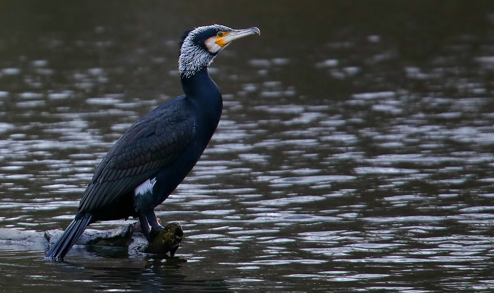 Great Cormorant 