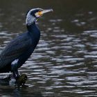 Great Cormorant 