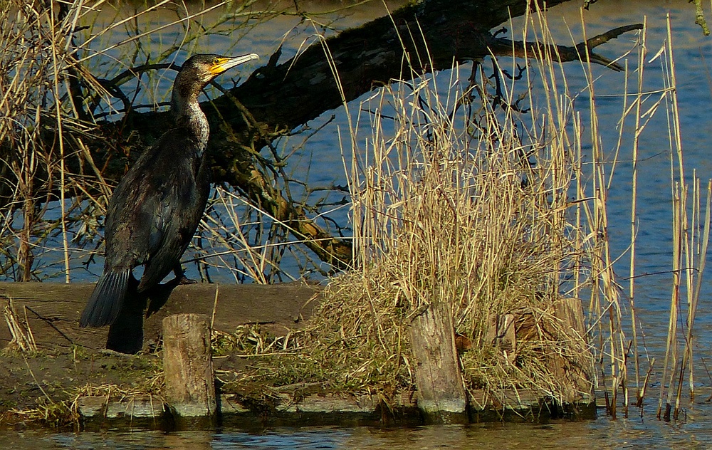 Great Cormorant