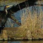 Great Cormorant