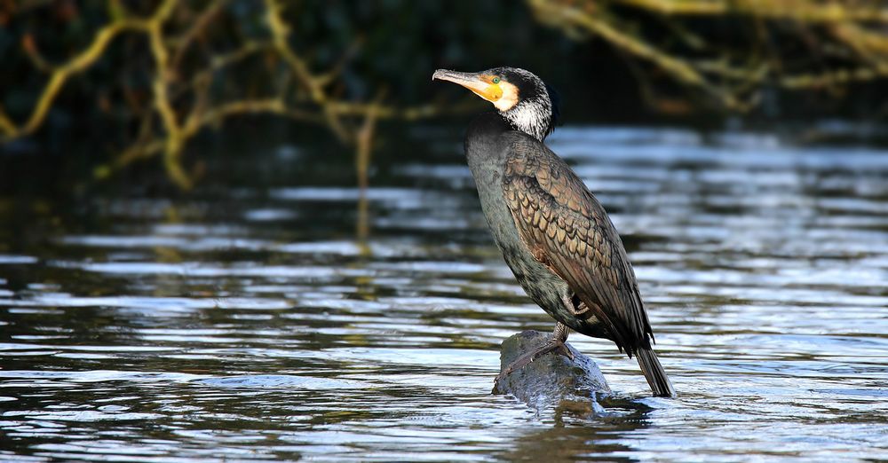 Great Cormorant