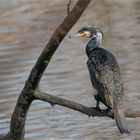 Great cormorant