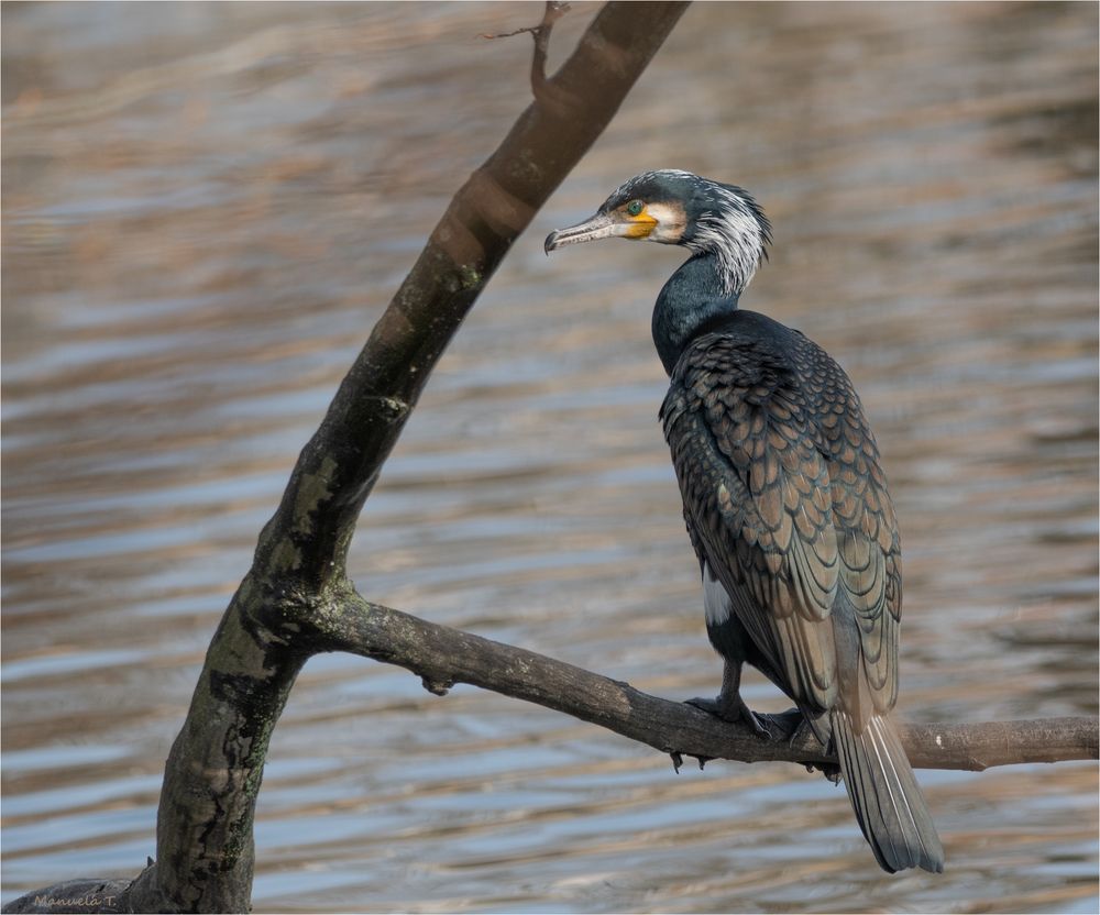 Great cormorant