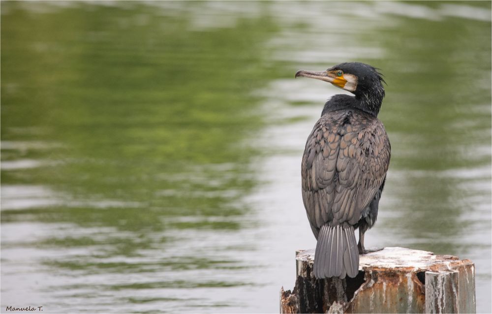 Great cormorant