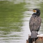 Great cormorant