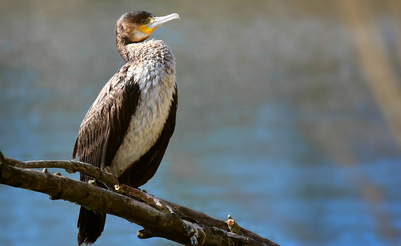 Great Cormorant