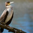 Great Cormorant