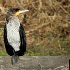 Great Cormorant