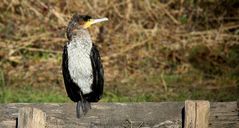 Great Cormorant