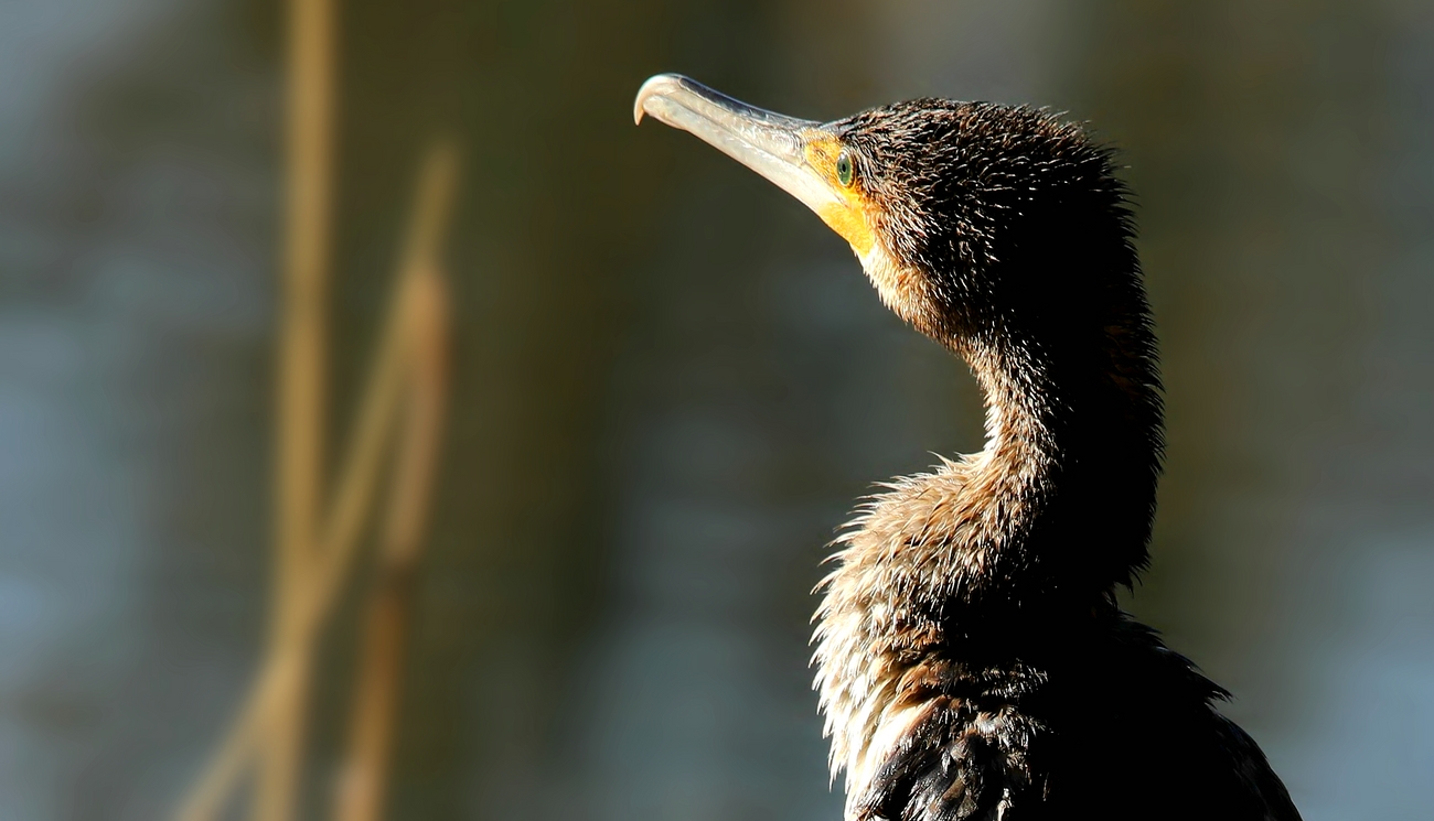 Great Cormorant portrait