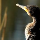 Great Cormorant portrait