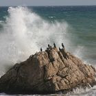 Great Cormorants (Phalacrocorax carbo) on rocks 004038 (Sh+)