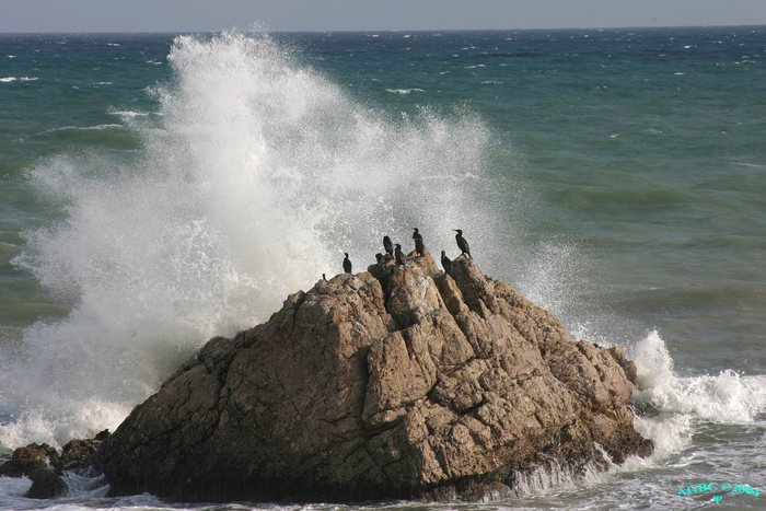 Great Cormorants (Phalacrocorax carbo) on rocks 004038 (Sh+)