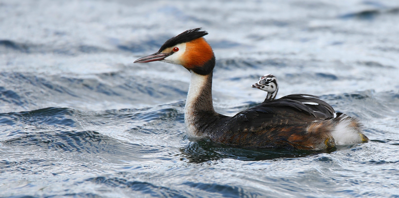 Great Crested Grebe