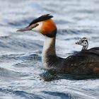 Great Crested Grebe