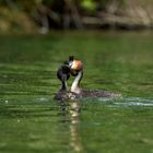 Great crested grebe