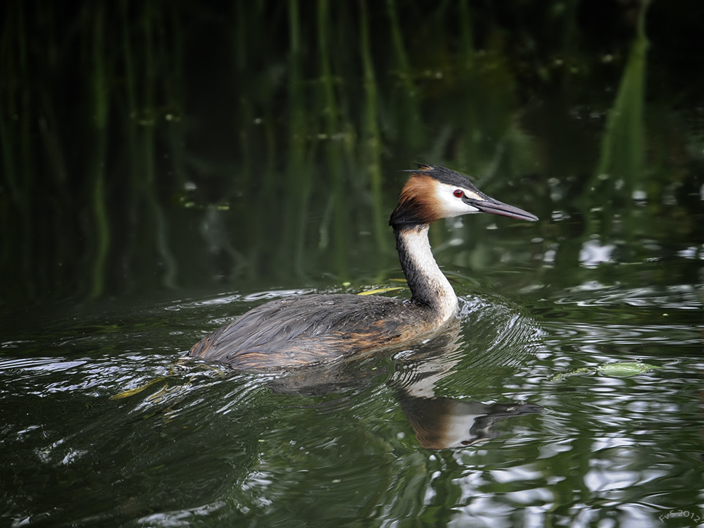 Great Crested Grebe