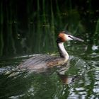 Great Crested Grebe