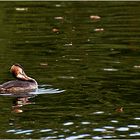 Great Crested Grebe