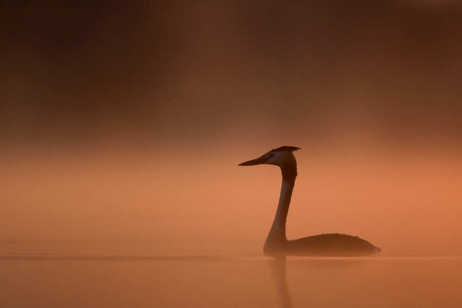 Great crested grebe