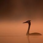 Great crested grebe