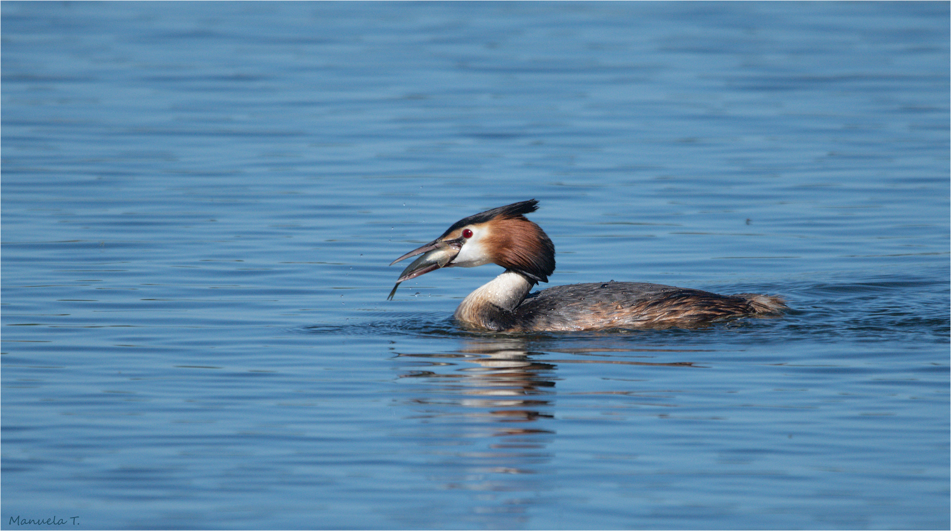 Great crested grebe