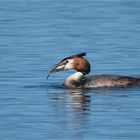 Great crested grebe