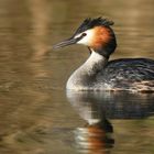 Great Crested Grebe