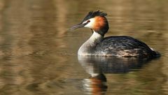 Great Crested Grebe