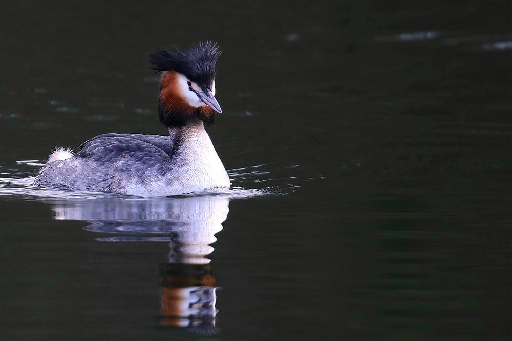 Great Crested Grebe   