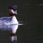 Great Crested Grebe   