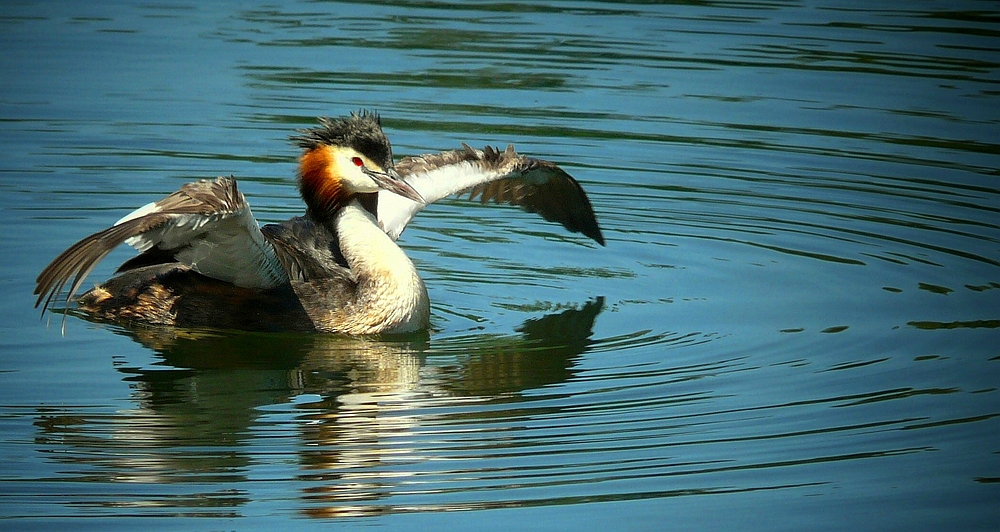 Great Crested Grebe