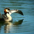 Great Crested Grebe