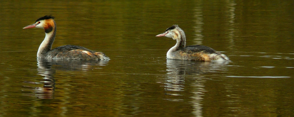 Great crested grebe