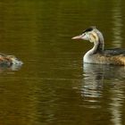 Great crested grebe