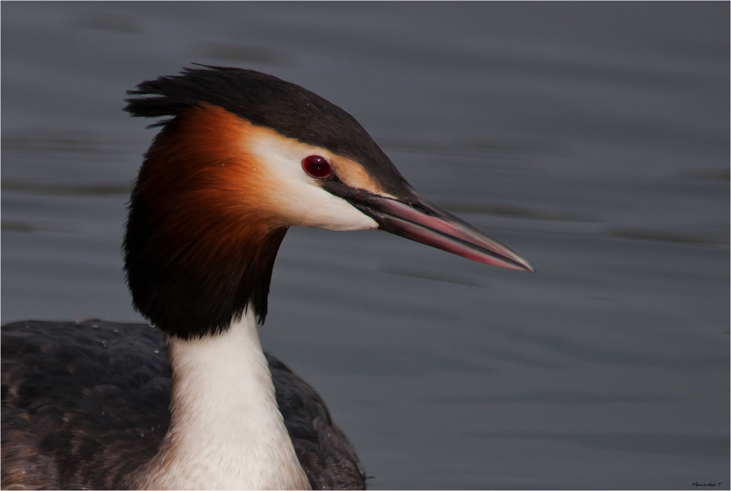 Great crested grebe