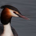 Great crested grebe