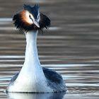 Great crested grebe