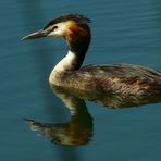 Great Crested Grebe