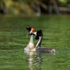 Great crested grebe