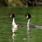 Great crested grebe