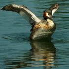 Great Crested Grebe