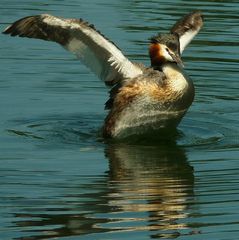 Great Crested Grebe