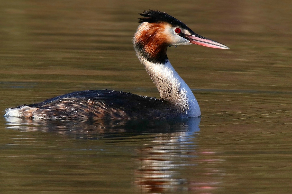 Great Crested Grebe 