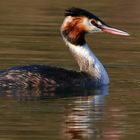 Great Crested Grebe 