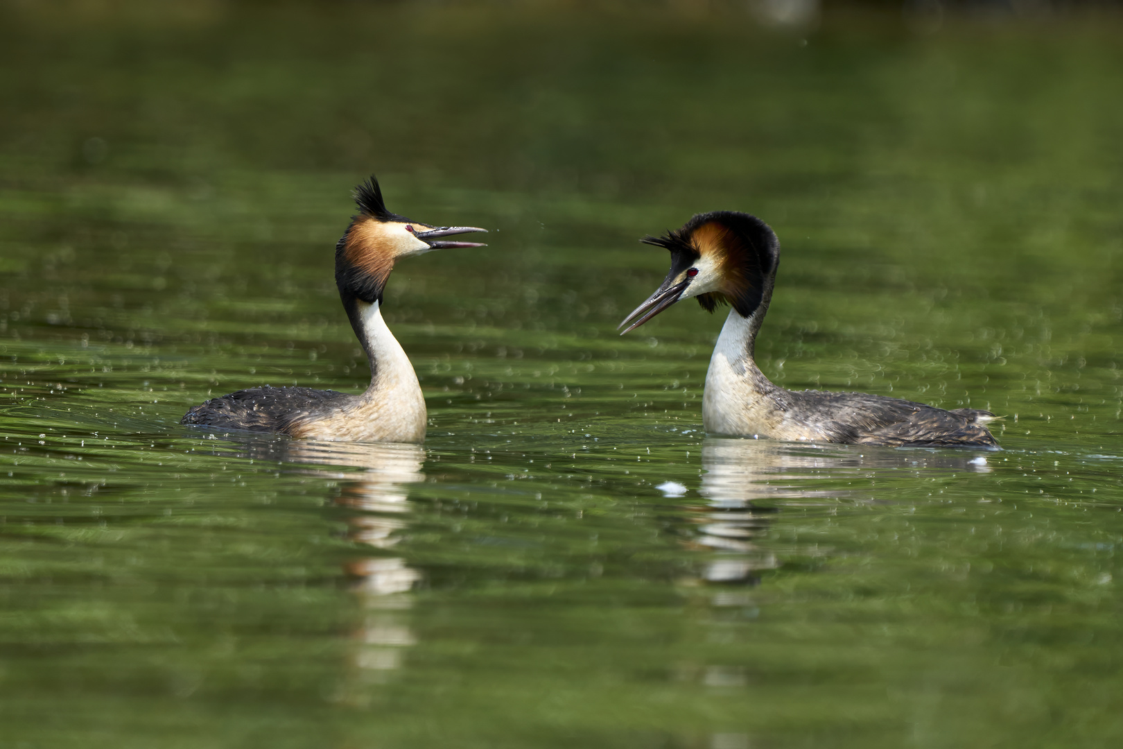 Great crested grebe