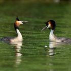 Great crested grebe