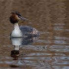 Great Crested Grebe