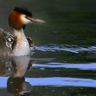 Great Crested Grebe 